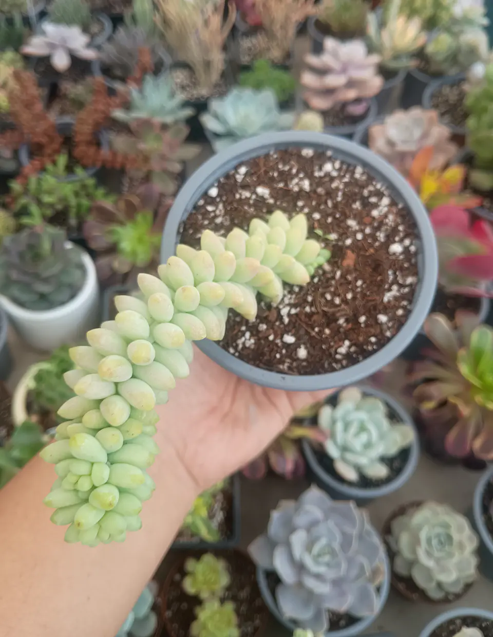 Sedum morganianum (sedum burrito) 1