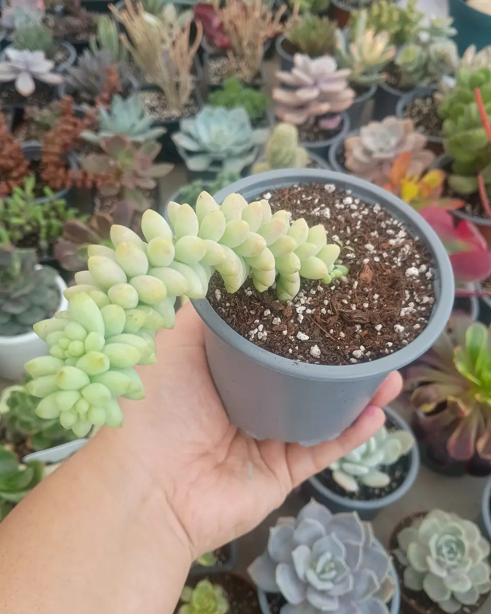 Sedum morganianum (sedum burrito) 2