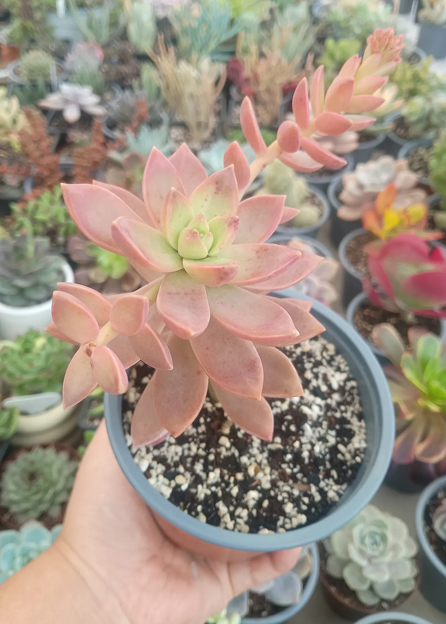 Graptopetalum California sun set 1