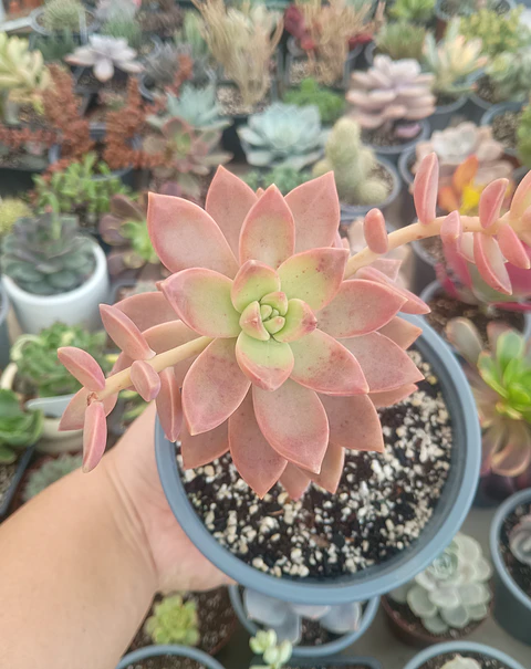 Graptopetalum California sun set