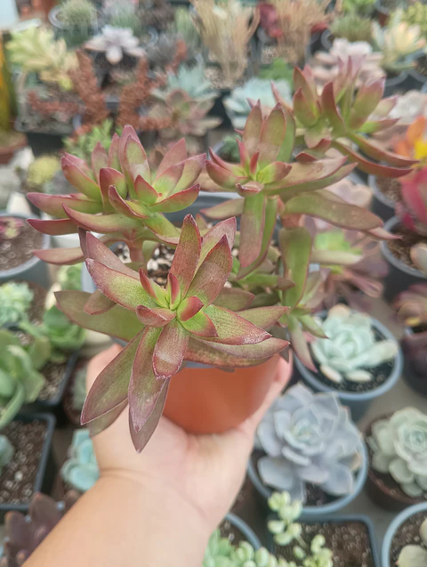 Crassula rubricaulis
