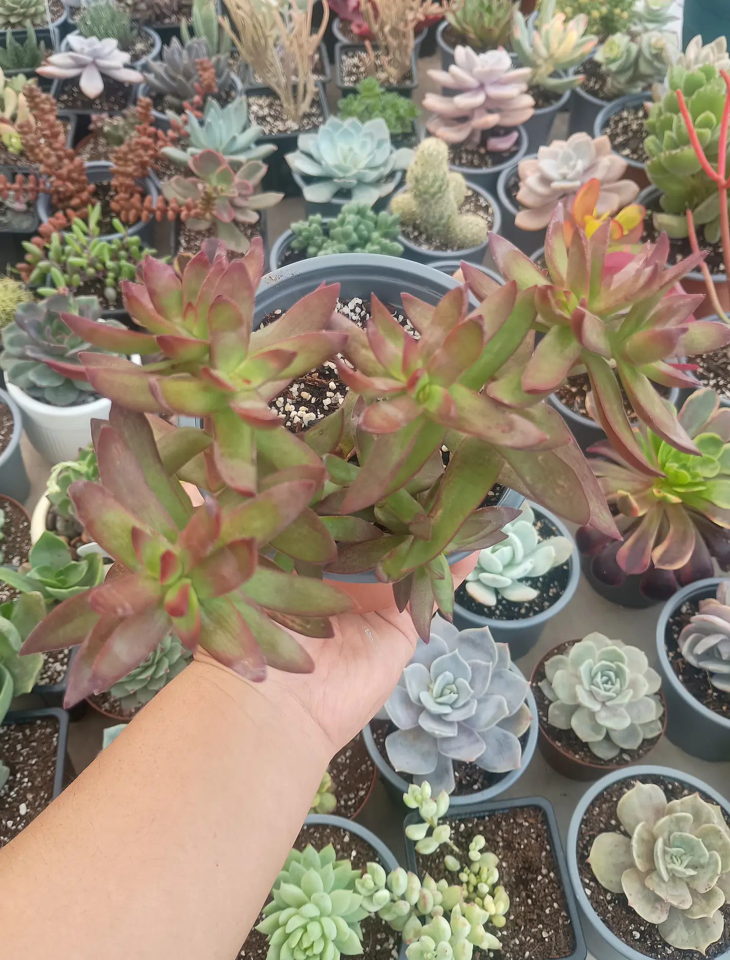 Crassula rubricaulis 2