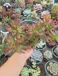 Crassula rubricaulis - Miniatura 2