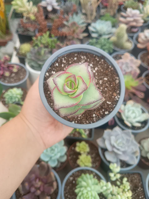 Crassula Perforata Giant