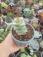 Crassula Perforata Giant - Miniatura 2