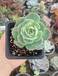 Echeveria Gloria - Miniatura 1