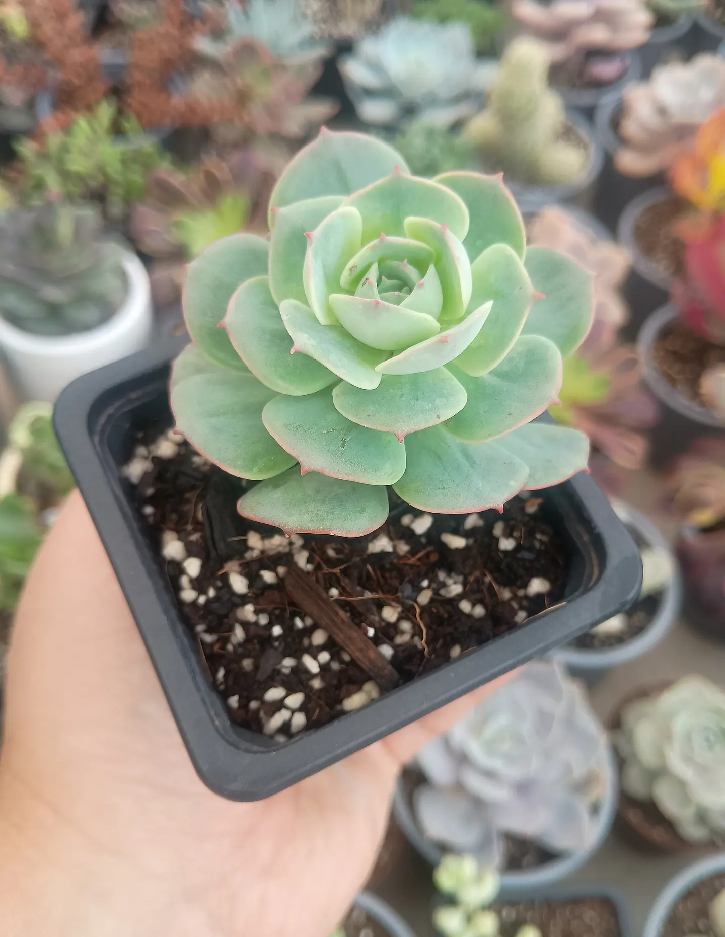 Echeveria Gloria 2