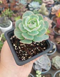Echeveria Gloria - Miniatura 2