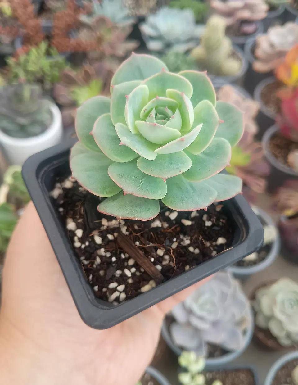 Echeveria Gloria 2