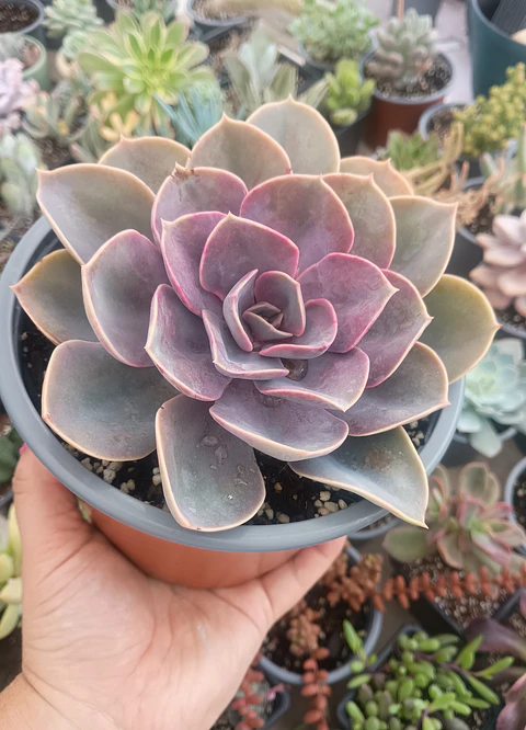 Echeveria Perle von numberg XL