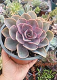 Echeveria Perle von numberg XL - Miniatura 1