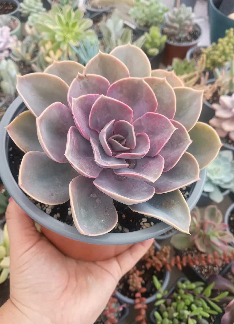 Echeveria Perle von numberg XL 1