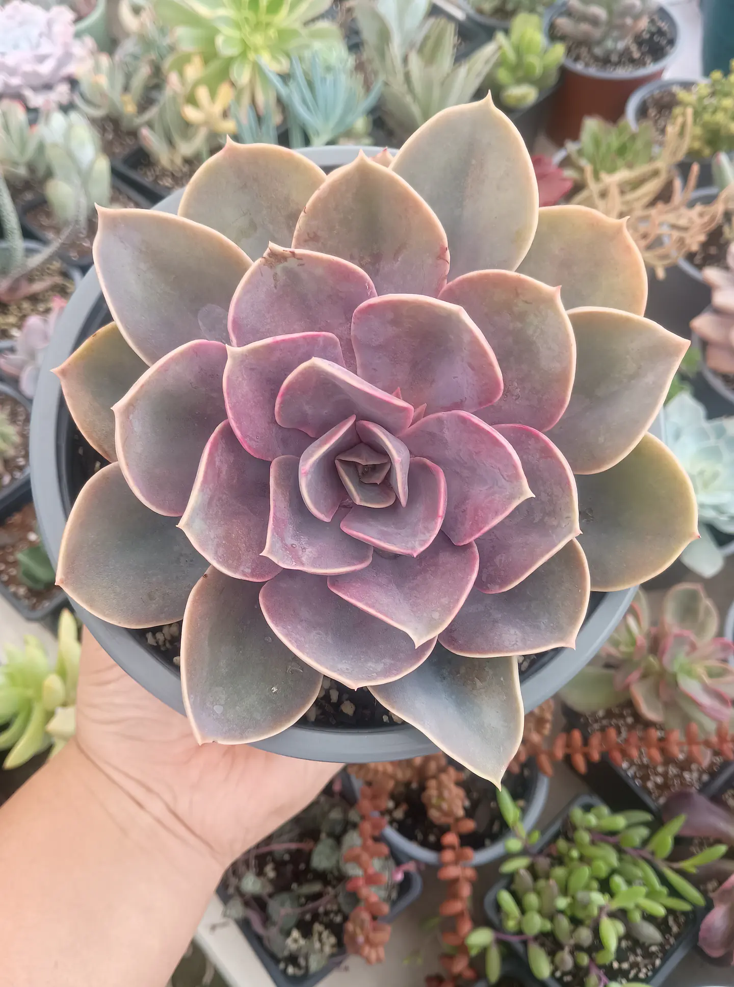 Echeveria Perle von numberg XL 2