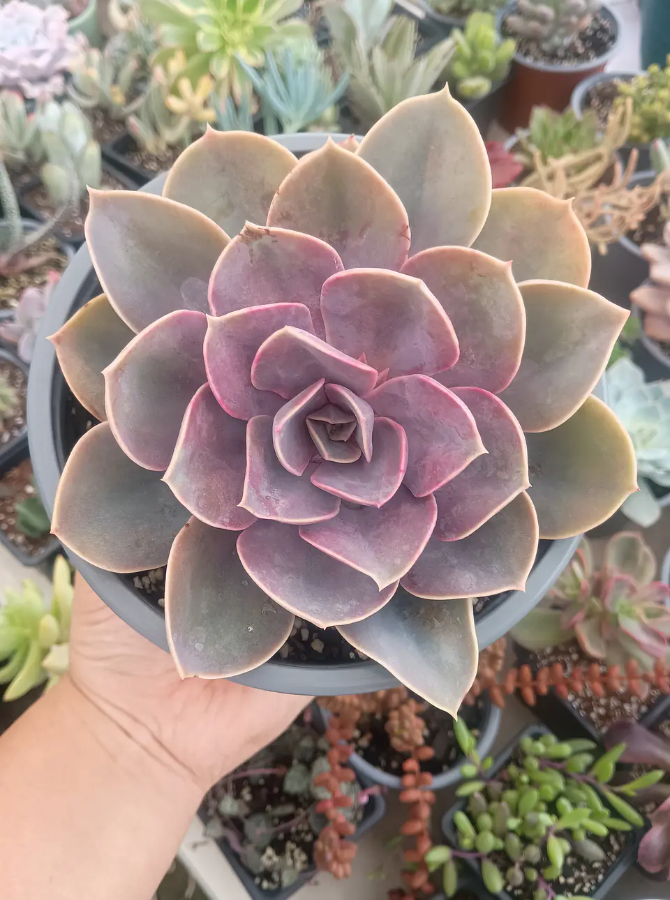 Echeveria Perle von numberg XL 2