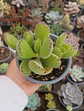 Cotyledon tomentosa M ( garra de oso) - Miniatura 1
