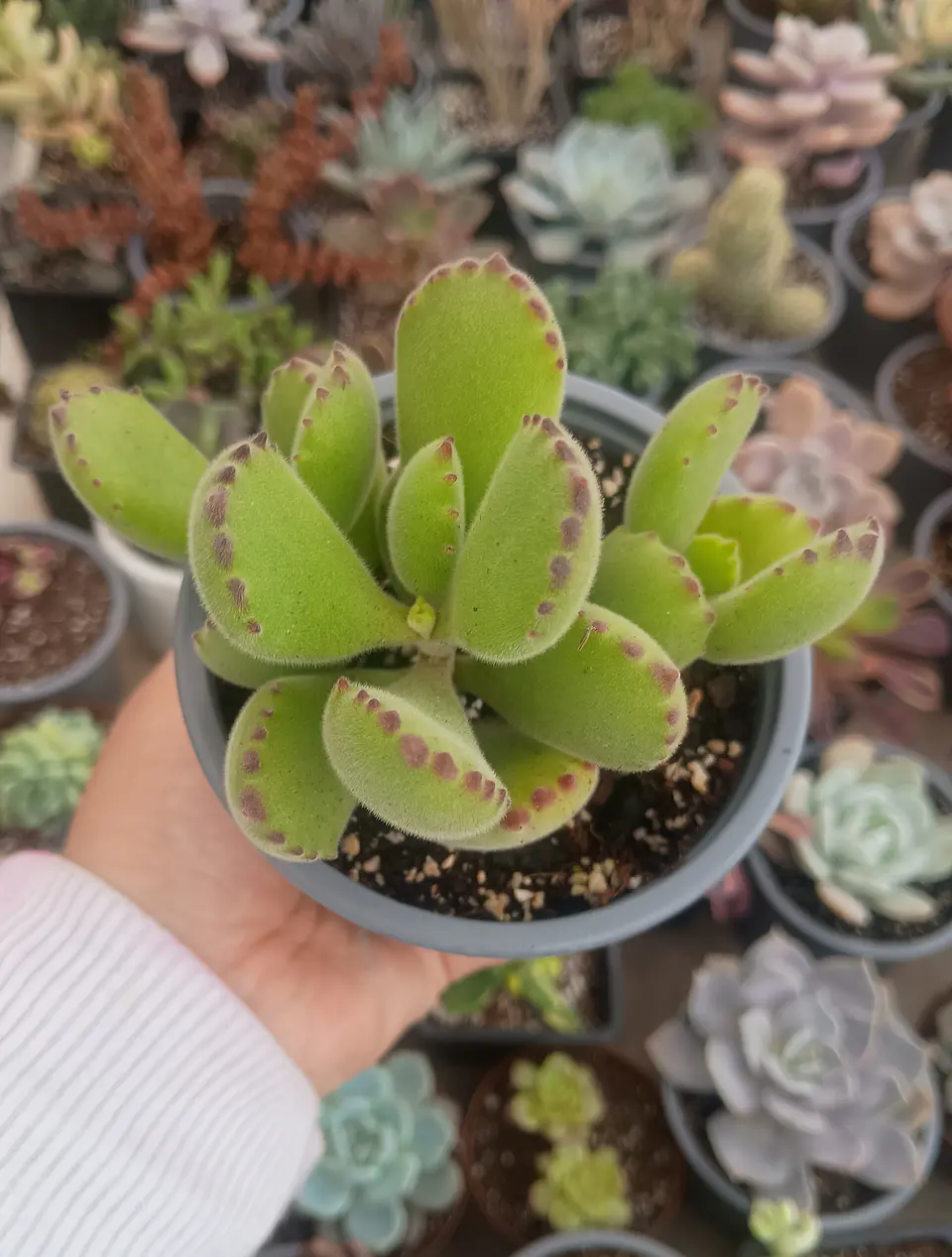 Cotyledon tomentosa M ( garra de oso) 1