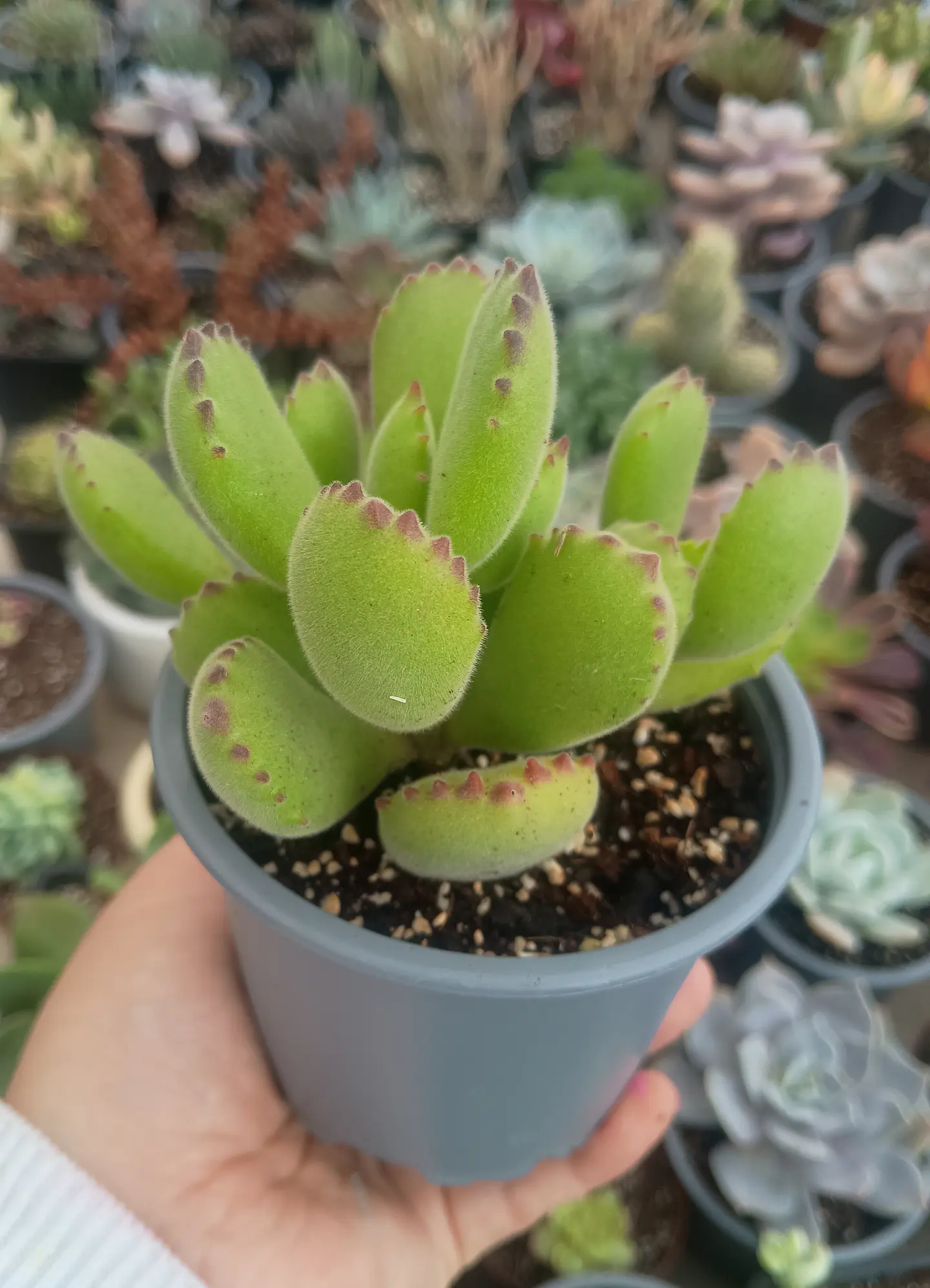 Cotyledon tomentosa M ( garra de oso) 2