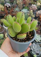 Cotyledon tomentosa M ( garra de oso) - Miniatura 2