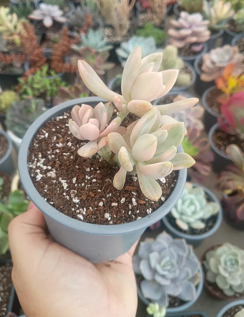 Graptophytum supreme variegado colonia 