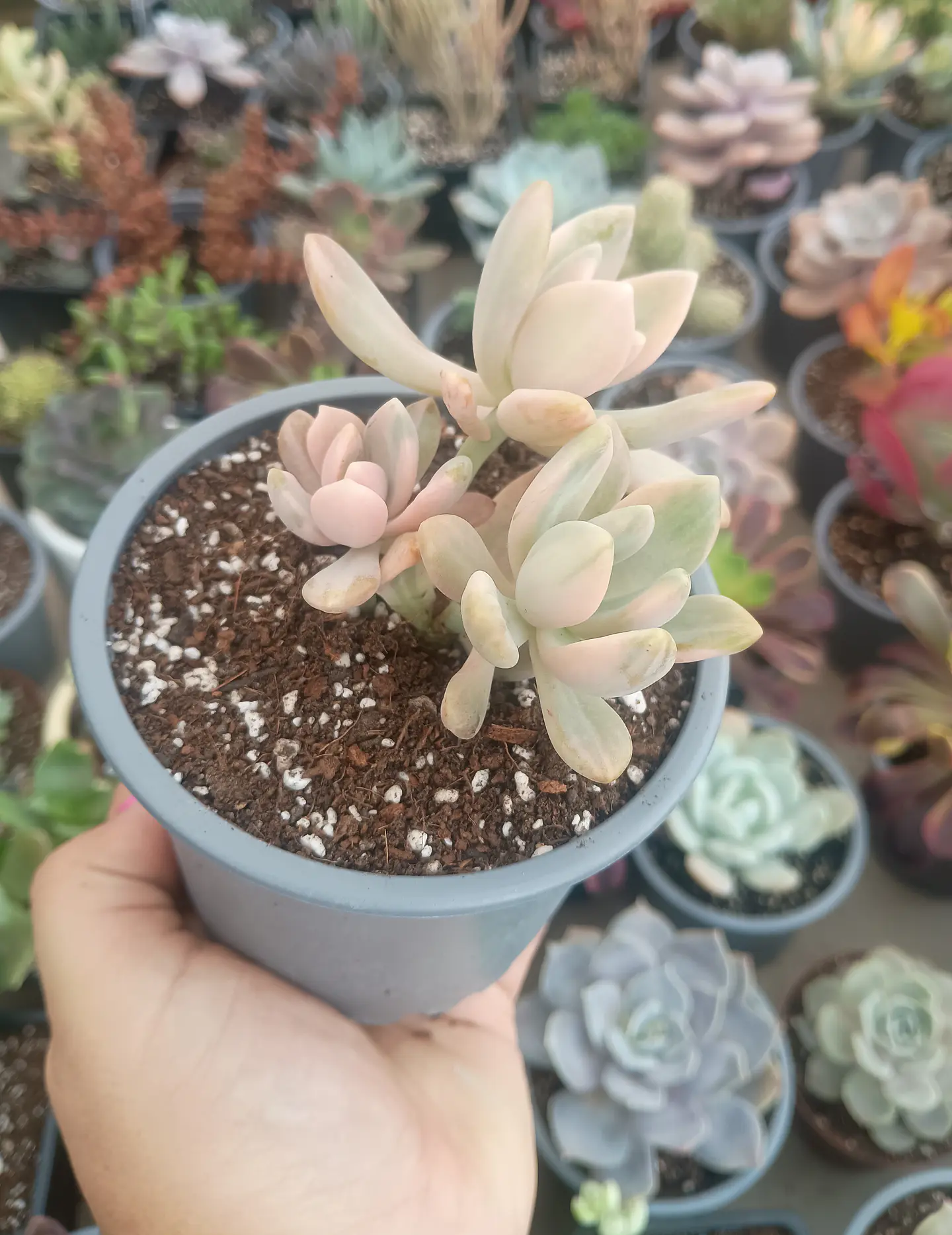 Graptophytum supreme variegado colonia  1