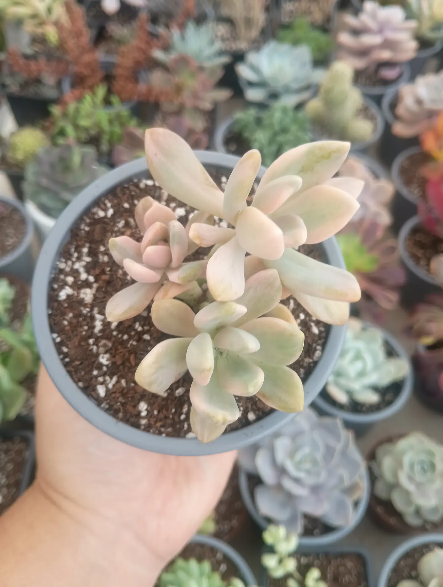 Graptophytum supreme variegado colonia  2
