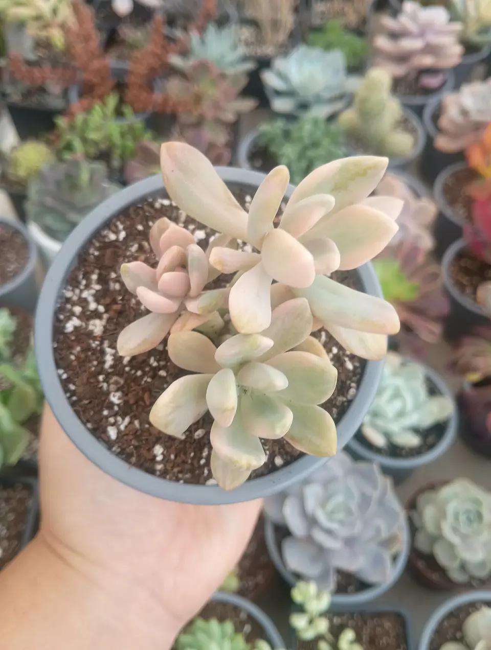 Graptophytum supreme variegado colonia  2