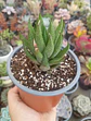 Haworthia - Miniatura 1