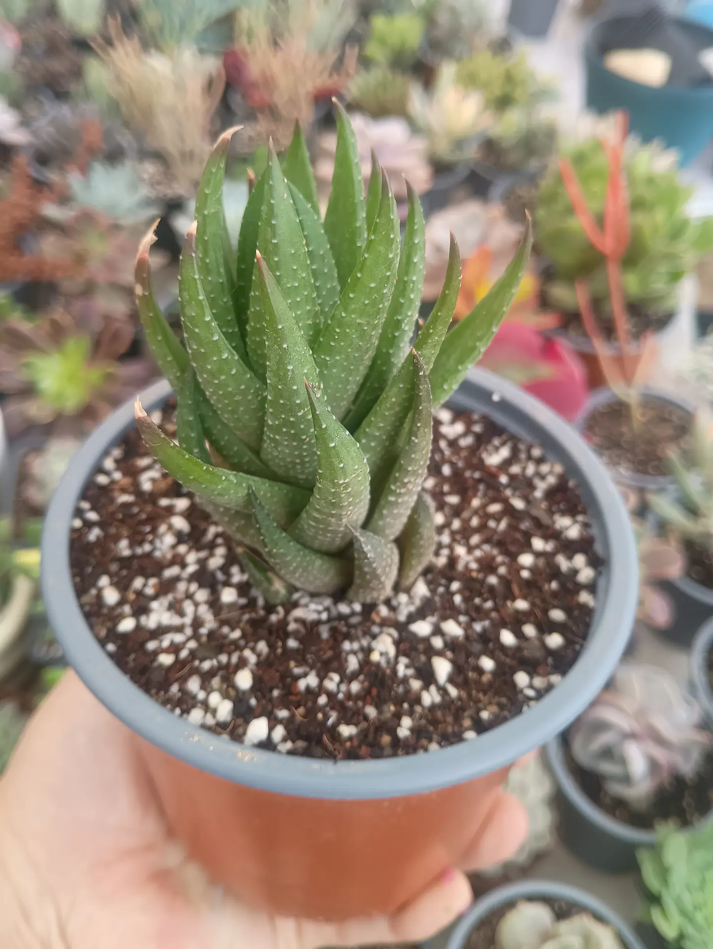 Haworthia 2