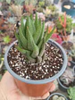 Haworthia - Miniatura 2