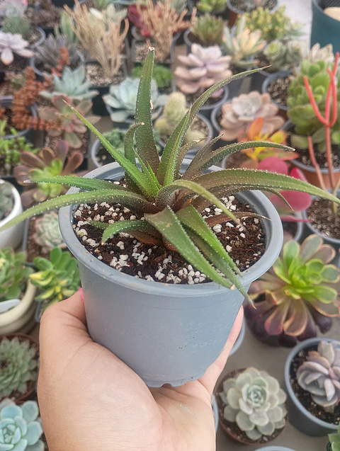 Haworthia
