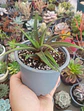 Haworthia - Miniatura 1