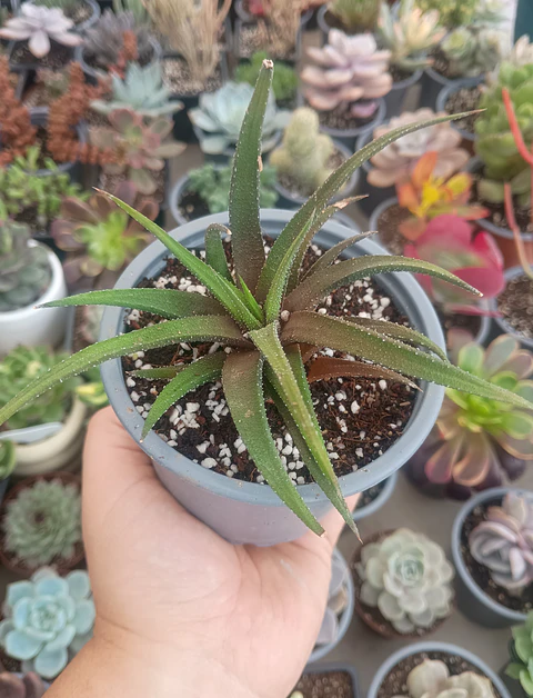 Haworthia
