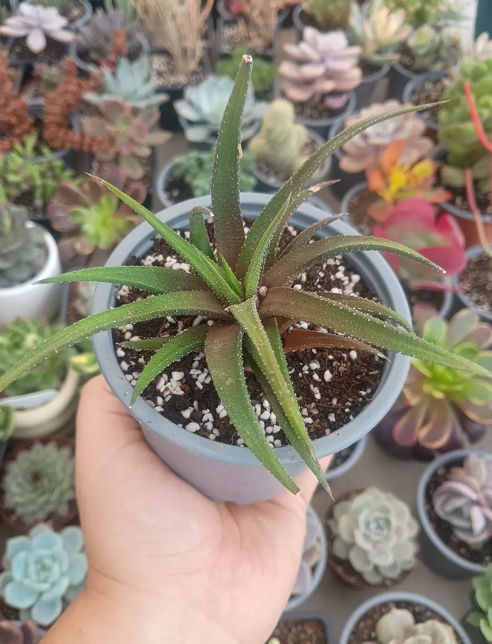 Haworthia 2