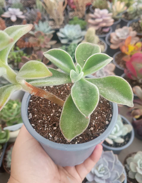 Echeveria coccinea