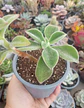 Echeveria coccinea - Miniatura 1