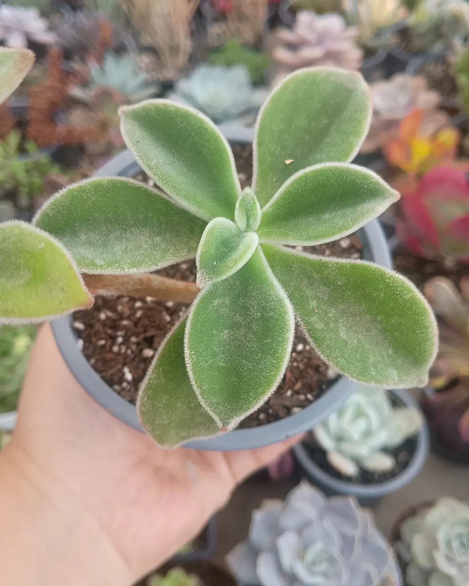 Echeveria coccinea 2