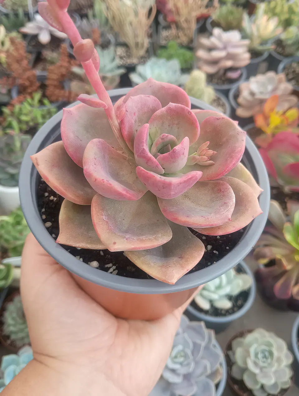 Graptoveria Mr Richard M 1