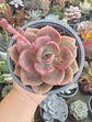 Graptoveria Mr Richard M - Miniatura 2