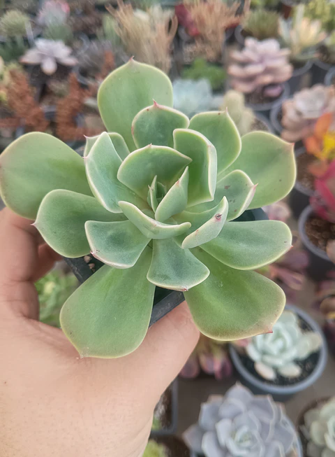 Echeveria Imbricata