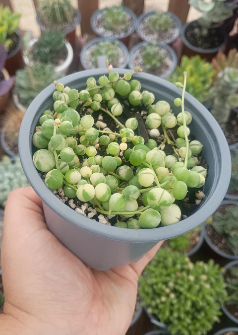 Senecio Rawleyanus Variegado