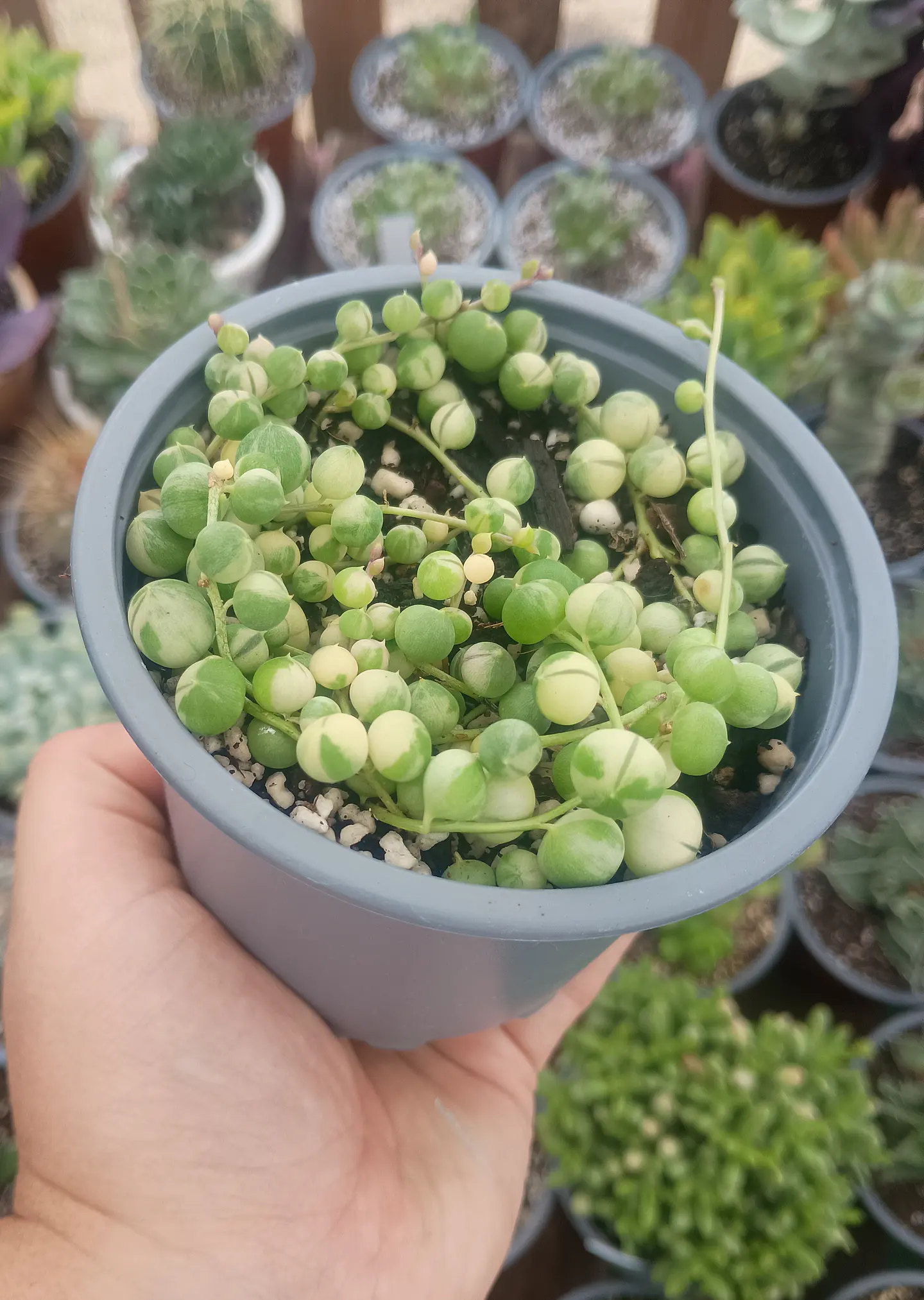 Senecio Rawleyanus Variegado 1
