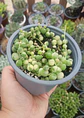Senecio Rawleyanus Variegado - Miniatura 1