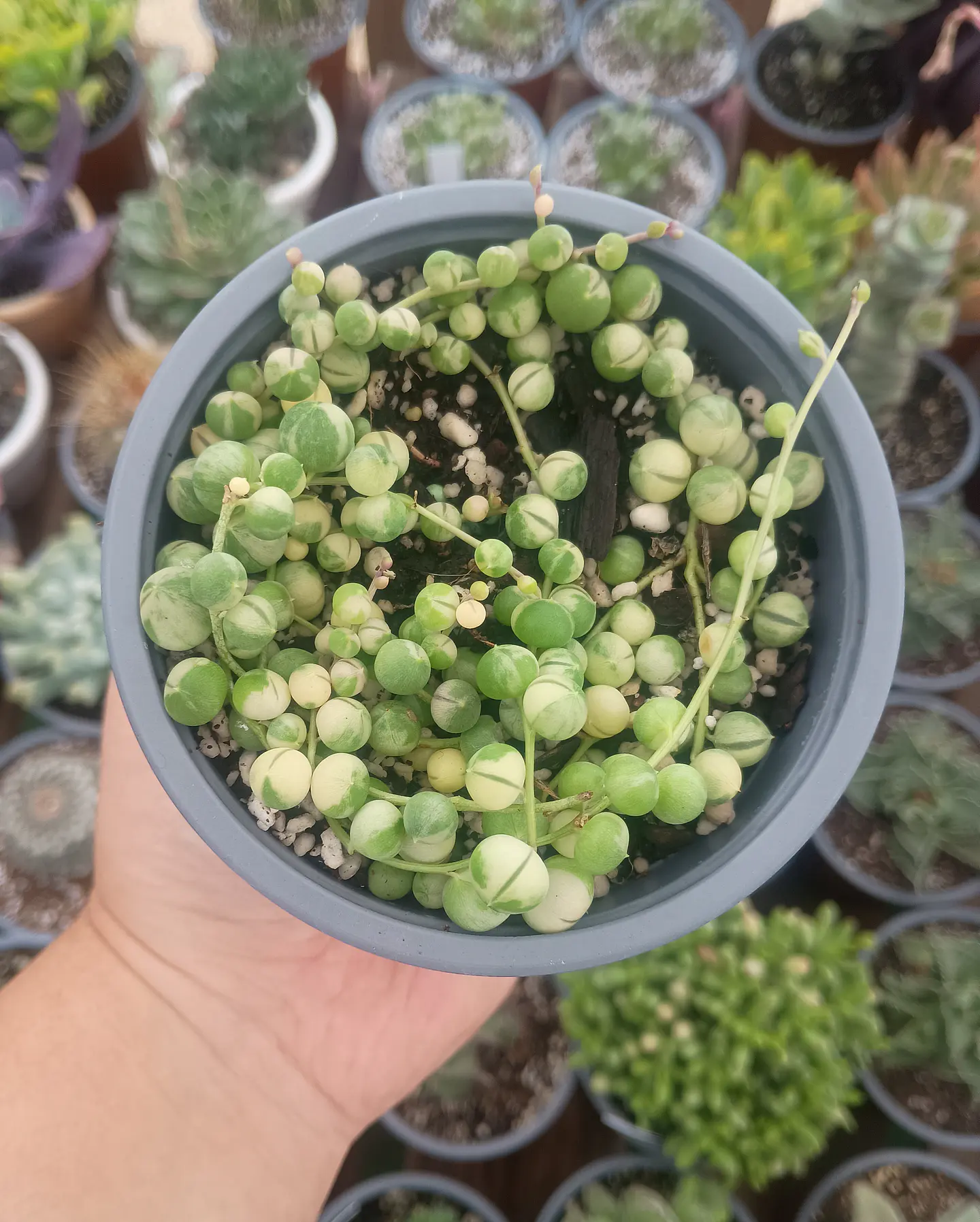 Senecio Rawleyanus Variegado 2