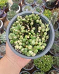 Senecio Rawleyanus Variegado - Miniatura 2
