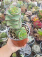 Crassula Perforata Giant - Miniatura 1