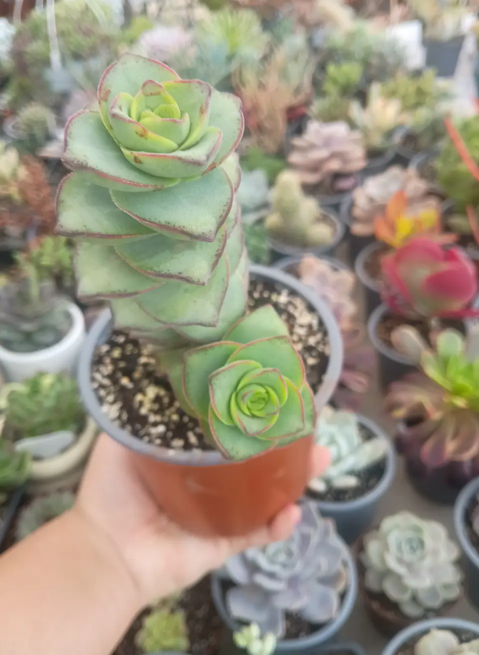 Crassula Perforata Giant 1