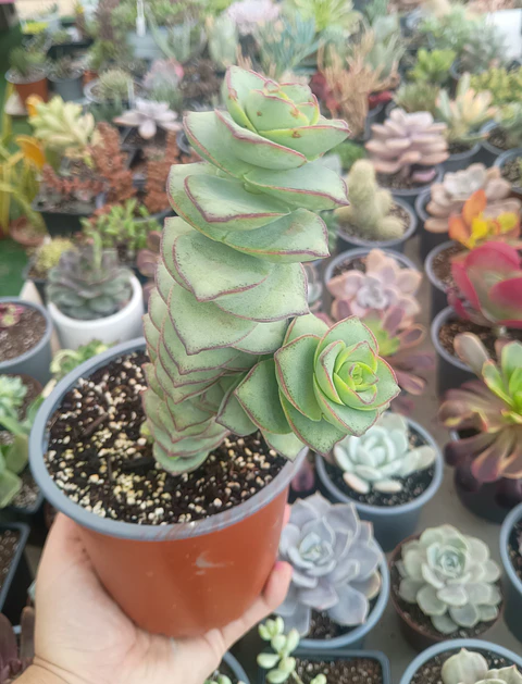Crassula Perforata Giant