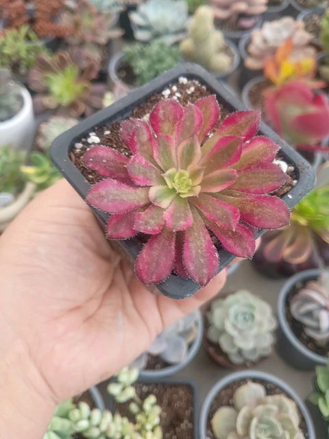 Aeonium Mardigrass S