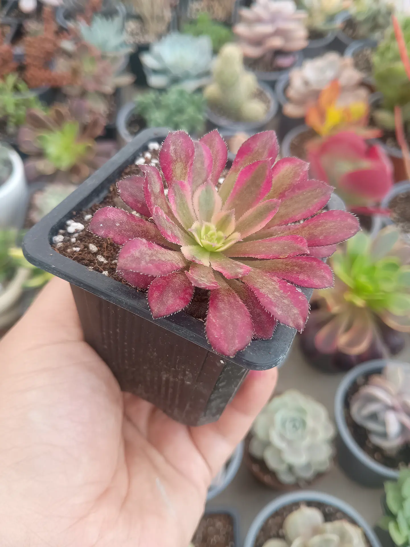 Aeonium Mardigrass S 2
