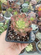 Aeonium pink witch Yellow middle S - Miniatura 1